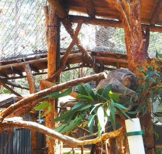 Another koala in rehab at the hospital