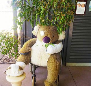 How cute….big teddy at the Koala Hospital