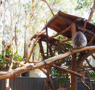 Koalas sleeping during the day at the Koala Hospital