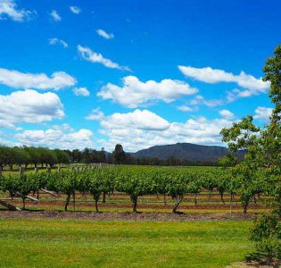 One of the many vineyards in the Hunter Valley