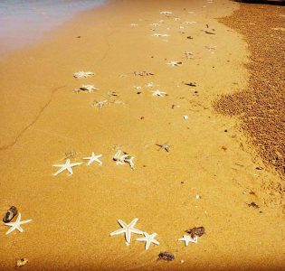 So many starfish on South Mission Beach
