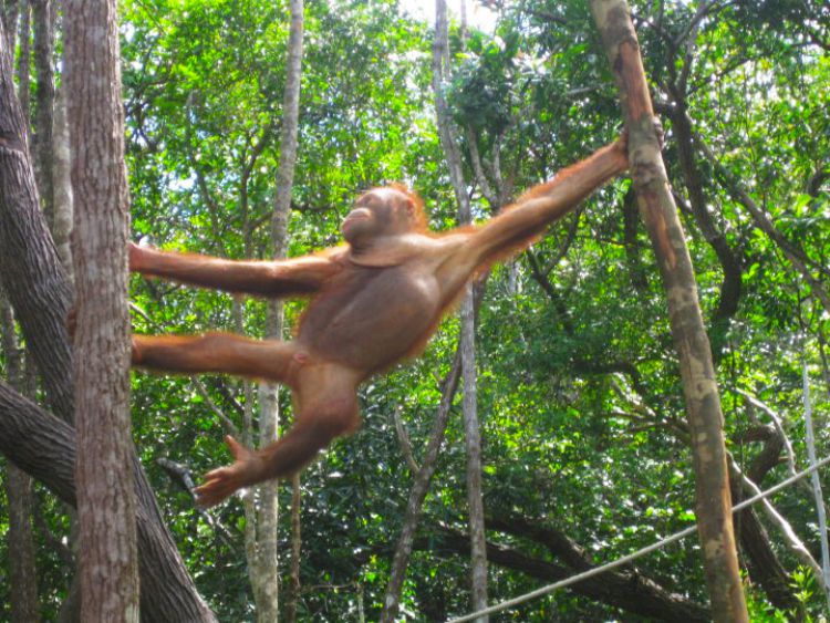 Spotting orangutans in Borneo, Malaysia – WhodoIdo: The Orangutan programme has helped raise awareness to the plight of the orangutans, not just in Borneo but also worldwide. It has also helped each orangutan learn how to survive, by teaching it vital skills for when it was released back into the wild.