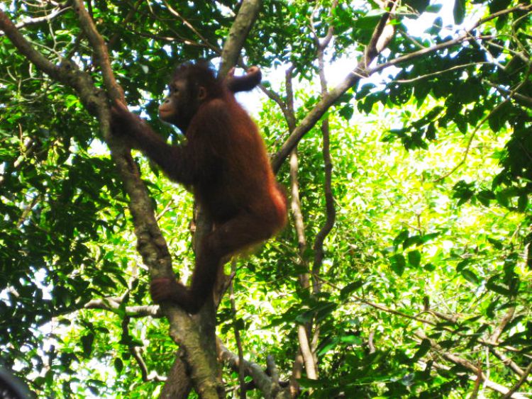 Spotting orangutans in Borneo, Malaysia – WhodoIdo: The Orangutan programme has helped raise awareness to the plight of the orangutans, not just in Borneo but also worldwide. It has also helped each orangutan learn how to survive, by teaching it vital skills for when it was released back into the wild.