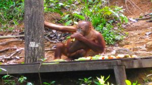 Spotting orangutans in Borneo, Malaysia – WhodoIdo: The Orangutan programme has helped raise awareness to the plight of the orangutans, not just in Borneo but also worldwide. It has also helped each orangutan learn how to survive, by teaching it vital skills for when it was released back into the wild.