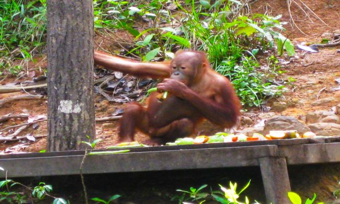 Spotting orangutans in Borneo, Malaysia – WhodoIdo: The Orangutan programme has helped raise awareness to the plight of the orangutans, not just in Borneo but also worldwide. It has also helped each orangutan learn how to survive, by teaching it vital skills for when it was released back into the wild.