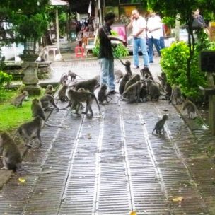 So many cheeky monkeys