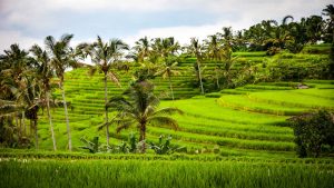 Our Top 11 things to see and do in Bali, Indonesia – WhodoIdo: Bali (The Island of the Gods), a tropical Indonesian island located between Java and Lombok. Explore the island, temples, waterfalls, monkey sanctuary, try Balinese food then relax on their beaches.