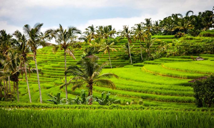 Our Top 11 things to see and do in Bali, Indonesia – WhodoIdo: Bali (The Island of the Gods), a tropical Indonesian island located between Java and Lombok. Explore the island, temples, waterfalls, monkey sanctuary, try Balinese food then relax on their beaches.