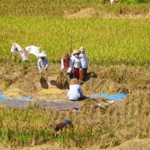 Women working in the rice field