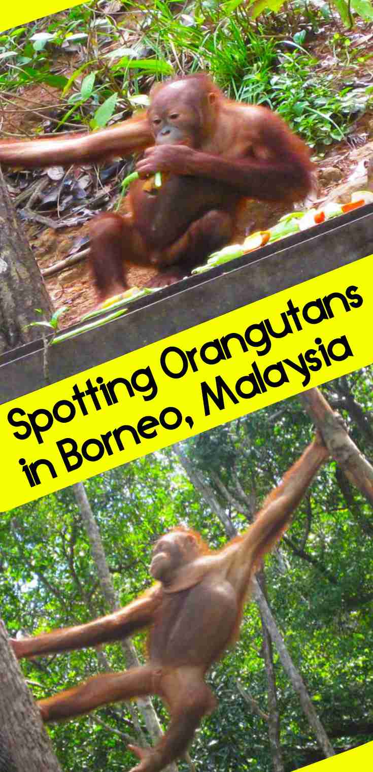 Spotting orangutans in Borneo, Malaysia – WhodoIdo: The Orangutan programme has helped raise awareness to the plight of the orangutans, not just in Borneo but also worldwide. It has also helped each orangutan learn how to survive, by teaching it vital skills for when it was released back into the wild.