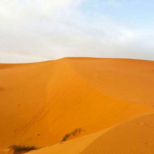 The orange sand of the Sahara desert