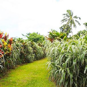 Walking through the immaculate garden to Fuipisa falls