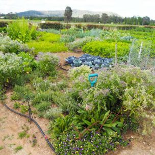 Garden of herbs