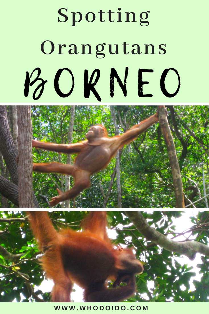 Spotting orangutans in Borneo, Malaysia – WhodoIdo: The Orangutan programme has helped raise awareness to the plight of the orangutans, not just in Borneo but also worldwide. It has also helped each orangutan learn how to survive, by teaching it vital skills for when it was released back into the wild.