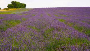 Visit England’s beautiful lavender fields – WhodoIdo: Wander through the beautiful lavender fields and take in the fragrant lavender. Explore the lavender fields when in full bloom. Don’t forget to try lavender ice cream!