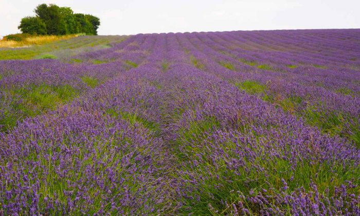 Visit England’s beautiful lavender fields – WhodoIdo: Wander through the beautiful lavender fields and take in the fragrant lavender. Explore the lavender fields when in full bloom. Don’t forget to try lavender ice cream!