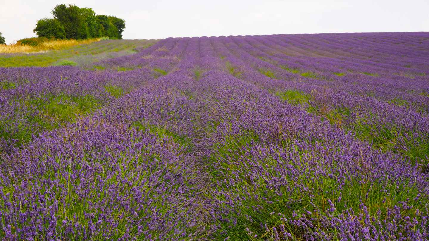Visit England’s beautiful lavender fields – WhodoIdo: Wander through the beautiful lavender fields and take in the fragrant lavender. Explore the lavender fields when in full bloom. Don’t forget to try lavender ice cream!