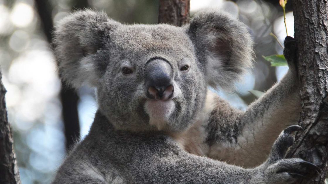 Visit The Rescued Koalas Koala Hospital, Port Macquarie, Australia ⋆