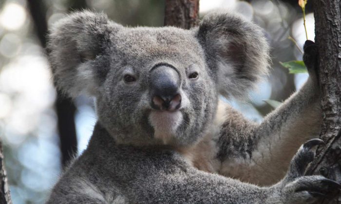Visit the Rescued Koalas @ Koala Hospital, Port Macquarie, Australia – WhodoIdo: Take a visit to the Koala Hospital and see how the hospital looks after the sick and injured koalas. Learn about the cute koalas and get a chance to feed them!