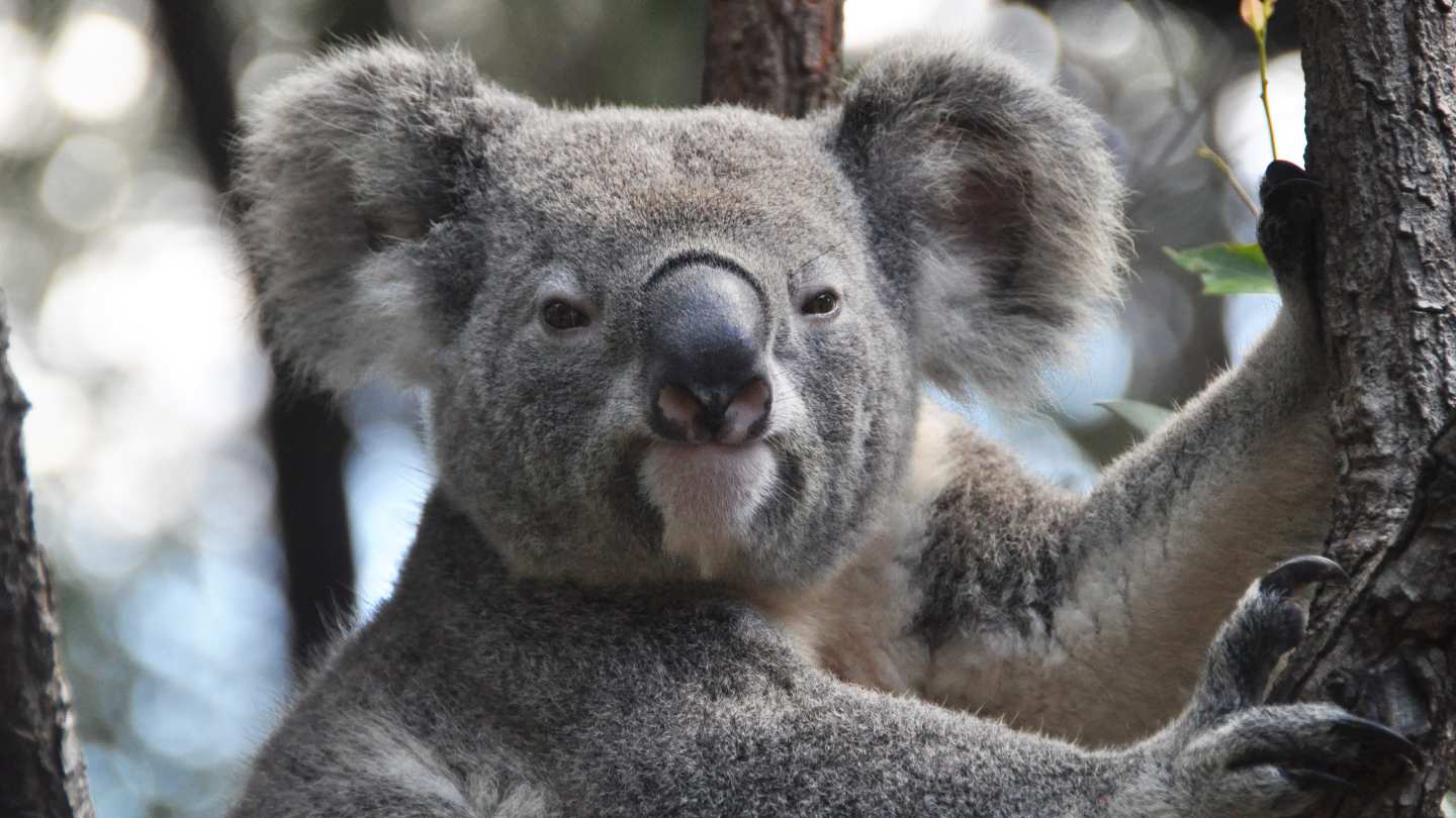 Visit the Rescued Koalas @ Koala Hospital, Port Macquarie, Australia – WhodoIdo: Take a visit to the Koala Hospital and see how the hospital looks after the sick and injured koalas. Learn about the cute koalas and get a chance to feed them!